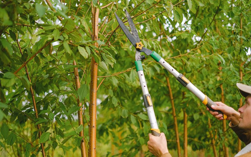 Tree trimming in Groveton, NH